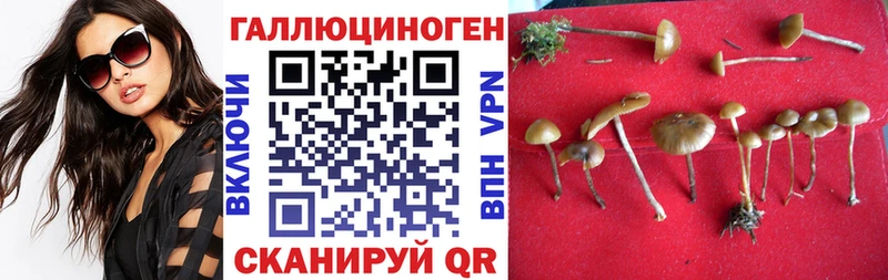 Псилоцибиновые грибы GOLDEN TEACHER  цена   Гуково 
